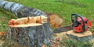 Best Root Management and Removal  in Staples, MN