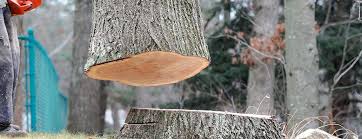 Best Tree Disease Treatment  in Staples, MN