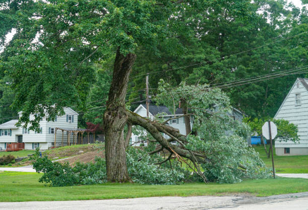 How Our Tree Care Process Works  in  Staples, MN