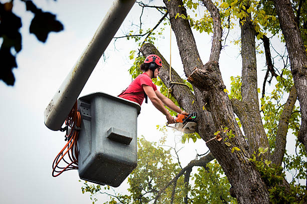 Best Tree and Shrub Care  in Staples, MN